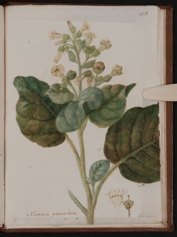 Anteprima dell'oggetto