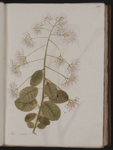 Anteprima dell'oggetto