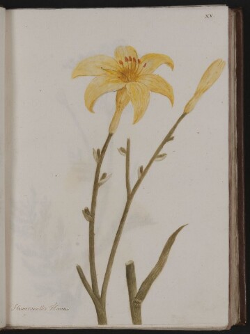 Anteprima dell'oggetto