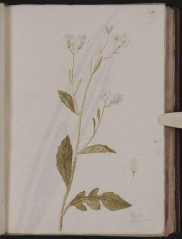 Anteprima dell'oggetto