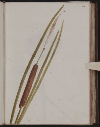 Anteprima dell'oggetto