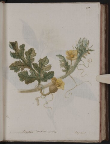 Anteprima dell'oggetto