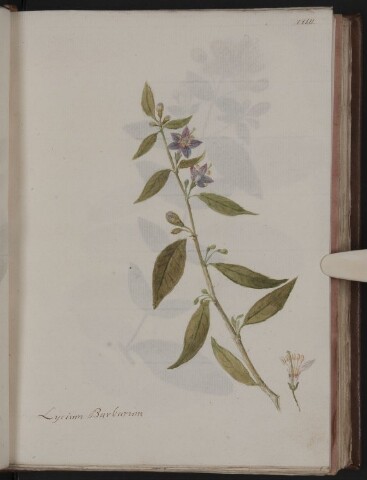 Anteprima dell'oggetto