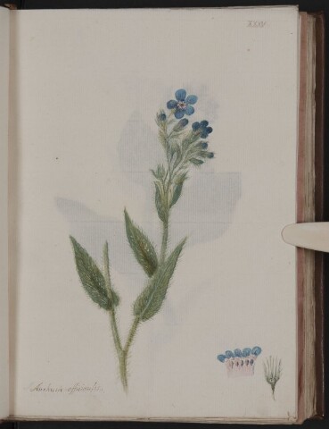 Anteprima dell'oggetto