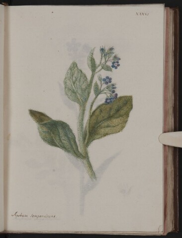 Anteprima dell'oggetto