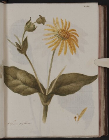 Anteprima dell'oggetto