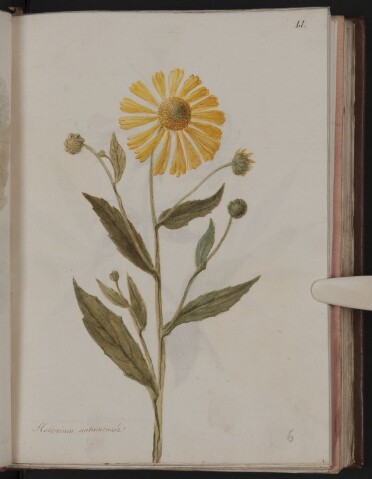 Anteprima dell'oggetto