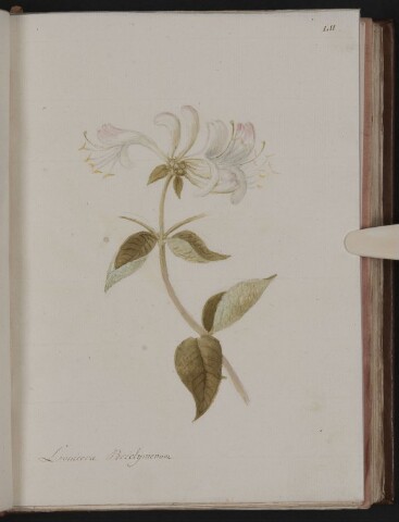 Anteprima dell'oggetto