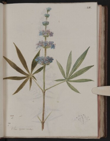 Anteprima dell'oggetto