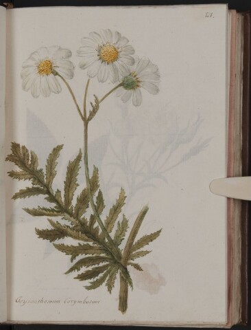 Anteprima dell'oggetto