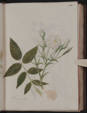 Anteprima dell'oggetto