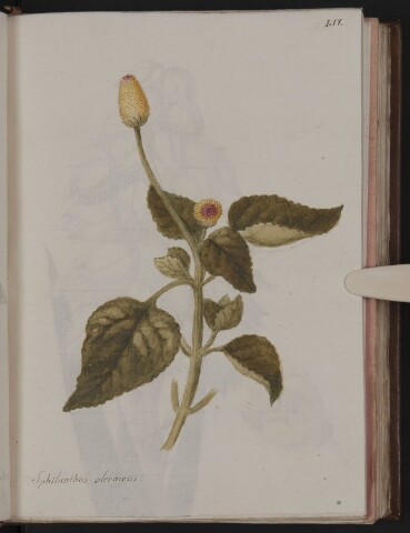 Anteprima dell'oggetto