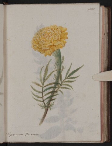 Anteprima dell'oggetto