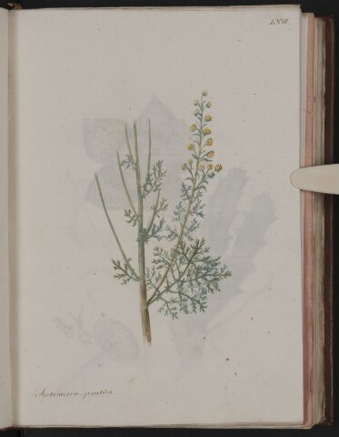 Anteprima dell'oggetto