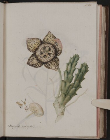 Anteprima dell'oggetto