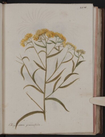 Anteprima dell'oggetto