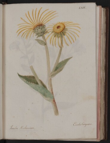 Anteprima dell'oggetto