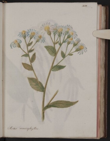 Anteprima dell'oggetto