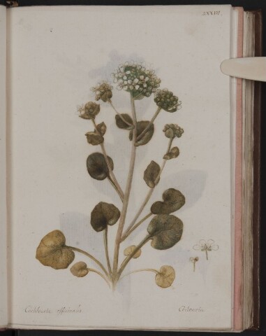 Anteprima dell'oggetto