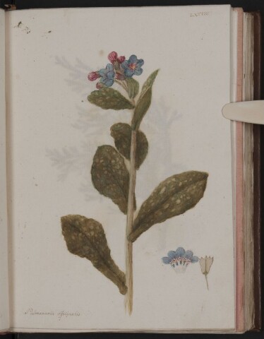 Anteprima dell'oggetto