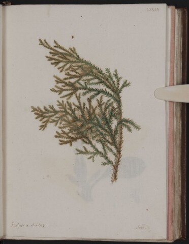 Anteprima dell'oggetto