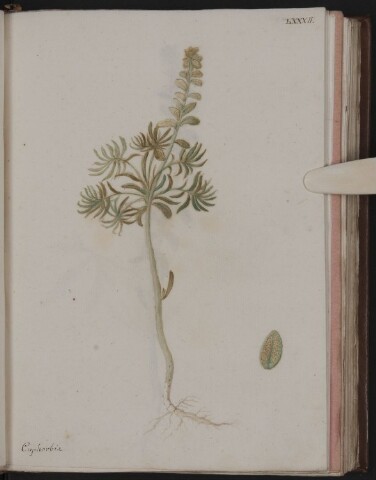 Anteprima dell'oggetto