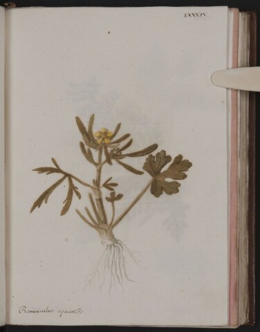 Anteprima dell'oggetto