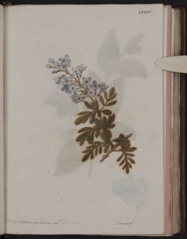 Anteprima dell'oggetto