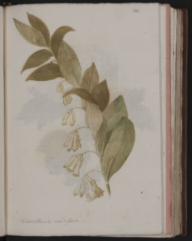 Anteprima dell'oggetto