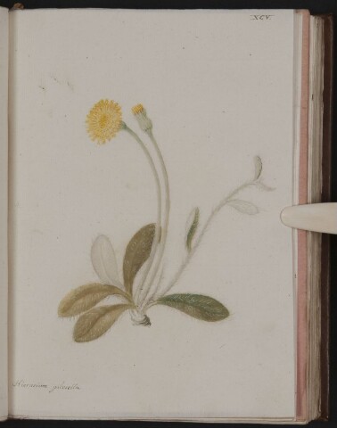 Anteprima dell'oggetto