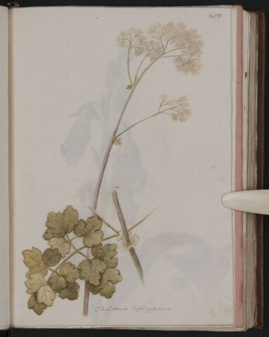 Anteprima dell'oggetto