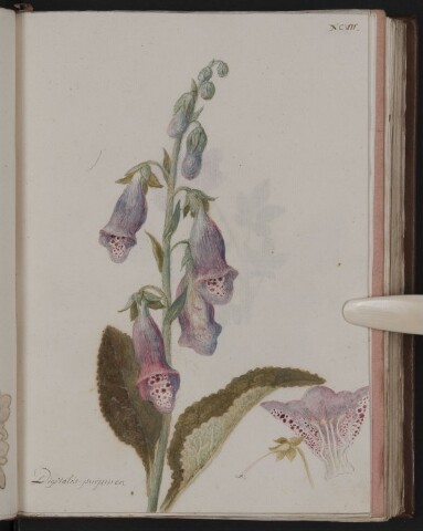 Anteprima dell'oggetto