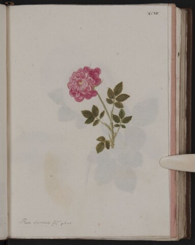 Anteprima dell'oggetto