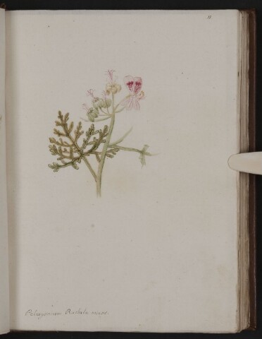 Anteprima dell'oggetto