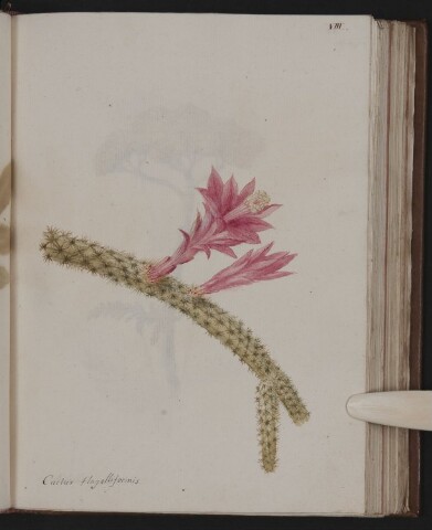 Anteprima dell'oggetto