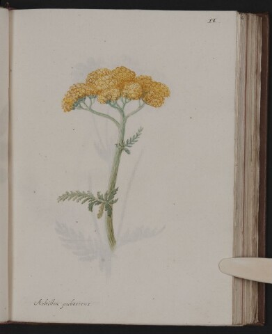 Anteprima dell'oggetto