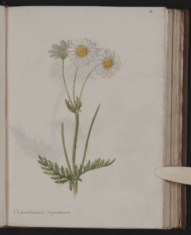 Anteprima dell'oggetto