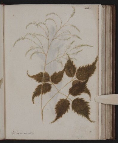 Anteprima dell'oggetto