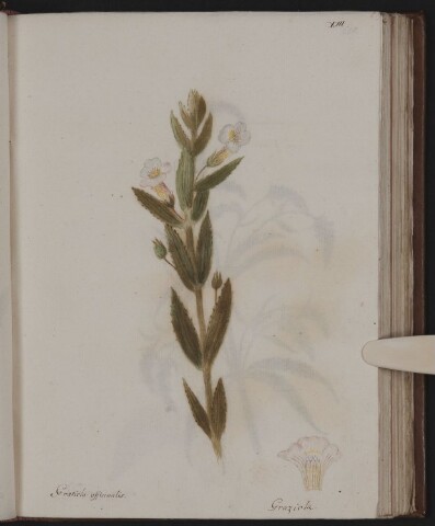 Anteprima dell'oggetto