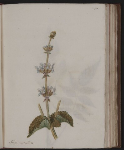 Anteprima dell'oggetto