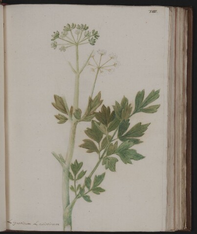 Anteprima dell'oggetto