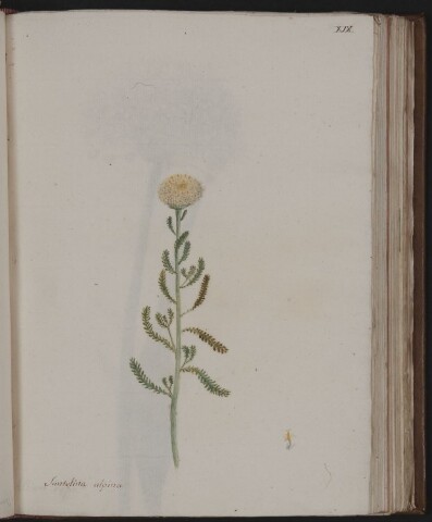 Anteprima dell'oggetto