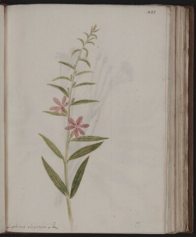 Anteprima dell'oggetto