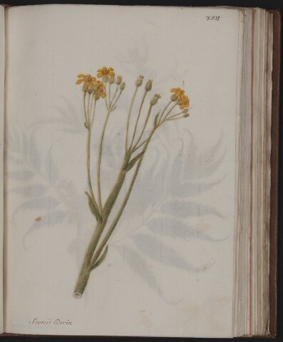 Anteprima dell'oggetto