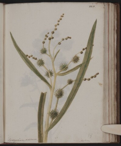 Anteprima dell'oggetto