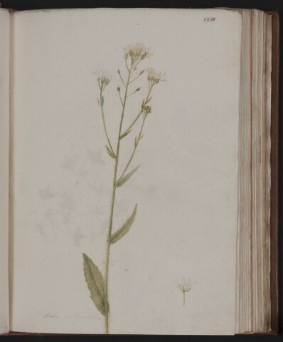 Anteprima dell'oggetto