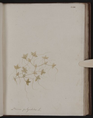 Anteprima dell'oggetto