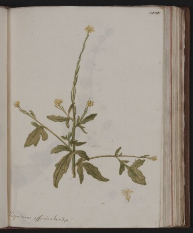 Anteprima dell'oggetto