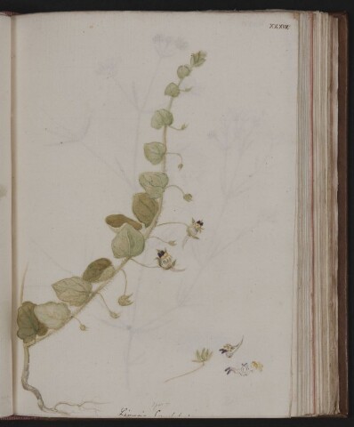 Anteprima dell'oggetto