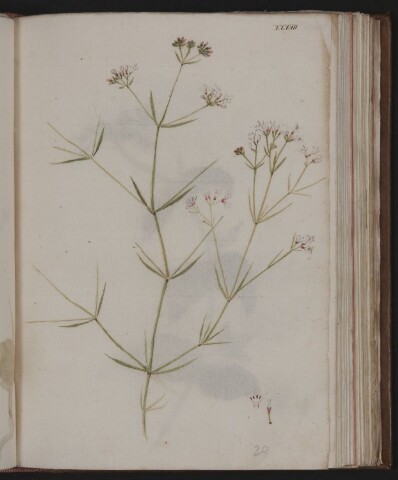 Anteprima dell'oggetto